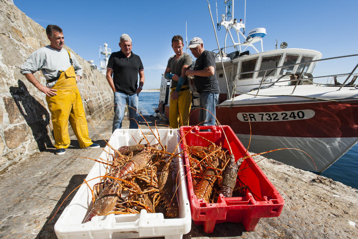 Crayfish directly from the fishing boat in Molène fresh-crayfish-in-Molene-island